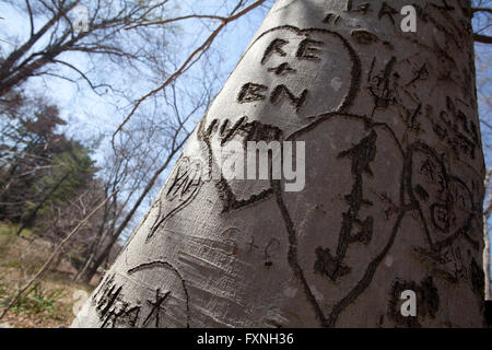 Geschnitzte Initialen im Herzen auf Baumstamm - USA Stockfoto