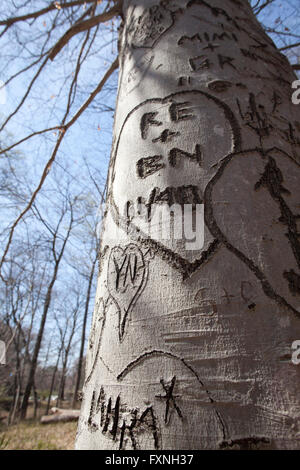 Geschnitzte Initialen im Herzen auf Baumstamm - USA Stockfoto