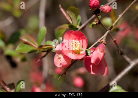 Blühende Quitte (Chaenomeles Speciosa) stammt aus China, Japan, Korea, Bhutan und Burma - USA Stockfoto