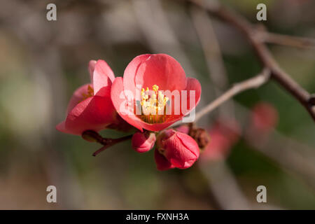 Blühende Quitte (Chaenomeles Speciosa) stammt aus China, Japan, Korea, Bhutan und Burma - USA Stockfoto