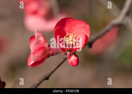 Blühende Quitte (Chaenomeles Speciosa) stammt aus China, Japan, Korea, Bhutan und Burma - USA Stockfoto