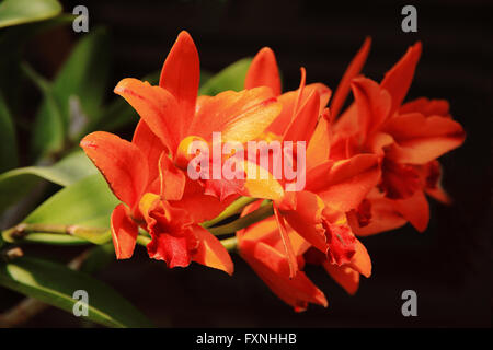 Cattleya Orange unter Sonnenlicht Bleck Hintergrund Stockfoto