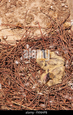 Zwei Baby Tauben im nest Stockfoto