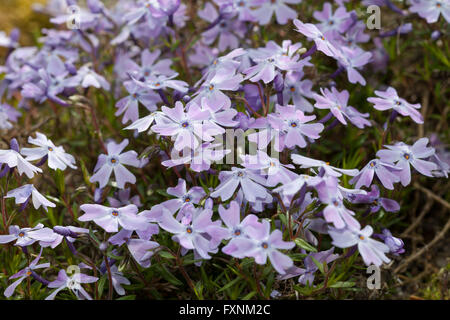 Kriechende Phlox, Moos-Phlox, Moos Pink oder Berg-Phlox (Phlox Subulata) Stockfoto