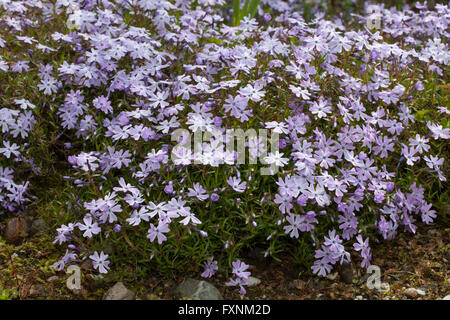 Kriechende Phlox, Moos-Phlox, Moos Pink oder Berg-Phlox (Phlox Subulata) Stockfoto