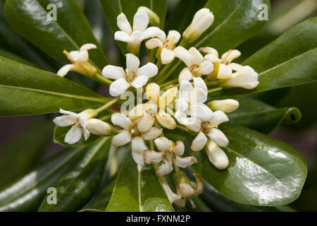 Japanische Pittosporum, Mock-Orange oder Cheesewood (Pittosporum Tobira), weit verbreitet in China, Japan, Südkorea Stockfoto