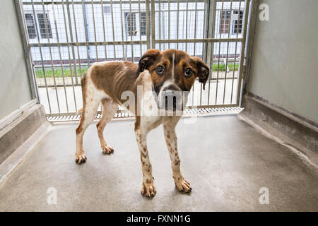 Verlassenen Hund im Tierheim Stockfoto