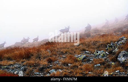 Gämse im Herbst nebligen Zapadne Tatry-Bergen in der Nähe Vysna Magura Peak in der Slowakei Stockfoto