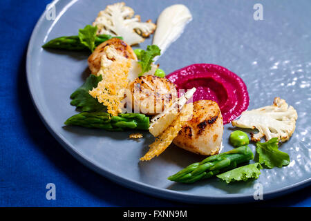 Jakobsmuscheln mit rote Beete und Blumenkohl-Püree, Spargel und Parmesan frisch Stockfoto