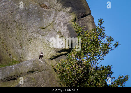 Die ringdrossel (Turdus torquatus) auf bekannte Migration Route durch Wharfedale (RSPB Status Rot Vogel). West Yorkshire, UK Stockfoto