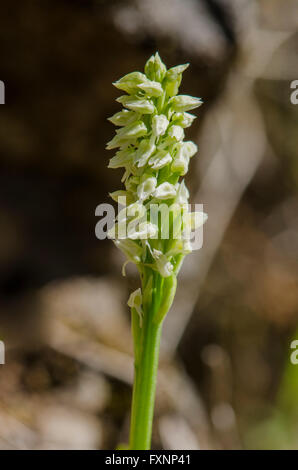 Dense blühenden Orchidee Neotinea Maculata, Andalusien, Spanien. Stockfoto