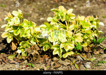 Helleborus Niger, Christrose oder schwarze Nieswurz, hier im zeitigen Frühjahr in voller Blüte gesehen. Blüten sind grün und gelb. Stockfoto