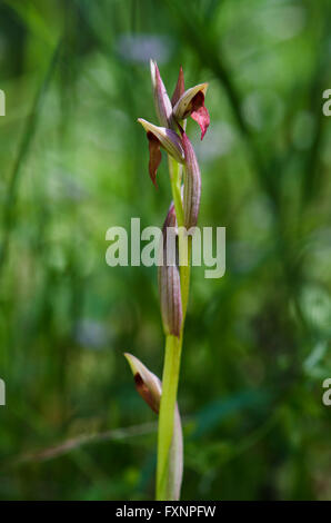 Kleine Blumen Zunge-Orchidee, Serapias Parviflora, wilde Orchidee in Andalusien, Spanien. Stockfoto