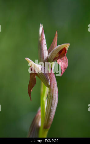 Kleine Blumen Zunge-Orchidee, Serapias Parviflora, wilde Orchidee in Andalusien, Spanien. Stockfoto