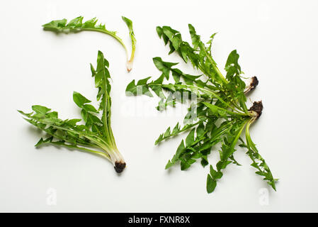 Frischen Löwenzahn auf weißem Hintergrund Overhead schießen Stockfoto
