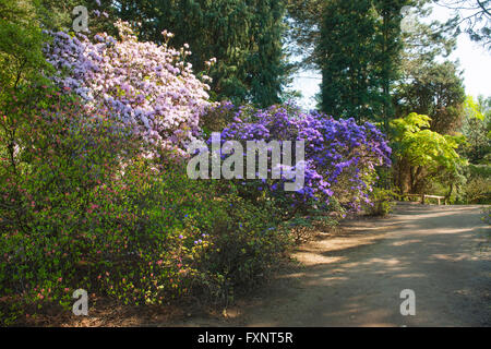 Deutschland Koln Forstbotanischer Garten Ein Arboretum Und Wald