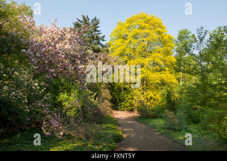 Deutschland, NordrheinWestfalen, KölnRodenkirchen, Forstbotanischer