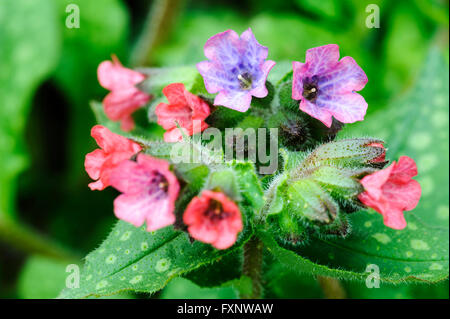 Pulmonaria rubra Lungenkraut Boraginaceae. Kleine rosa und blauen Blumen. Stockfoto