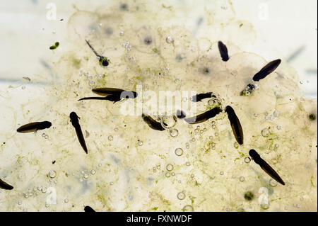 Sehr junge Frosch Kaulquappen. Stockfoto