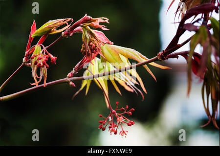 Acer palmatum Osakazuki im frühen Frühling. japanische Ahorn. Stockfoto