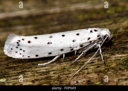 Apple Hermelin (Yponomeuta Malinellus). Weißes Insekt mit schwarzen Flecken in der Familie Gespinstmotte, markante Muster Stockfoto