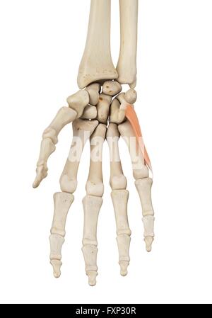 Menschliche Hand Anatomie, Computer Bild. Stockfoto