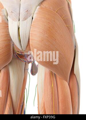 Anatomie des menschlichen Gesäßes, Computer Bild. Stockfoto