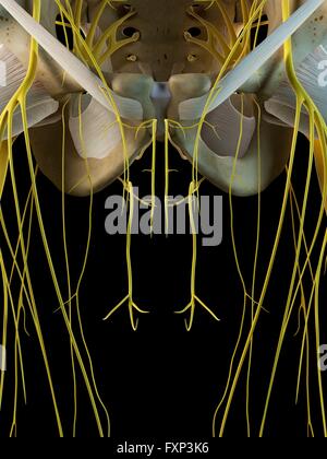 Männlichen Nervensystems, Computer Bild. Stockfoto