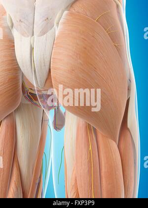 Menschlichen Gesäßmuskulatur, Computer Bild. Stockfoto