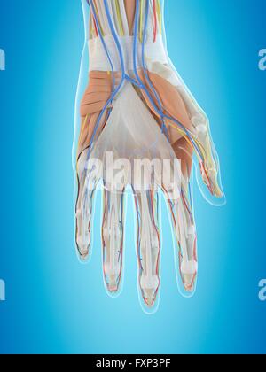 Menschliche Hand Anatomie, Computer Bild. Stockfoto