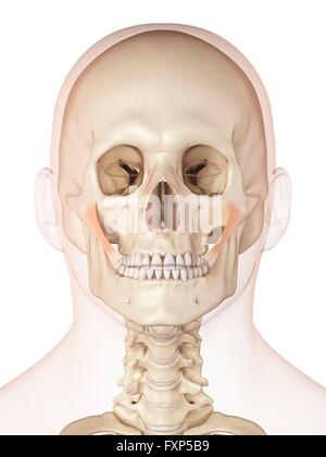 Menschlichen Gesichtsmuskeln, Computer Bild. Stockfoto