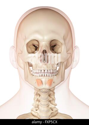Menschlichen Gesichtsmuskeln, Computer Bild. Stockfoto