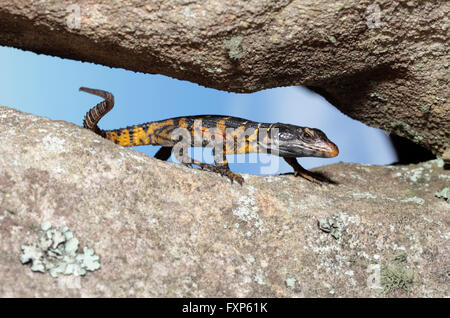 Schwarz geringelt Eidechse (Cordylus Niger) auf Felsen, Table Mountain National Park, Kapstadt, Südafrika. Stockfoto