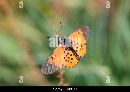 Garten Acraea Schmetterling (Acraea Horta), Cape Town, Südafrika. Stockfoto