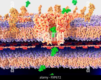 Antibiotikum Bakterienwand auf der Durchreise. Illustration der molekularen Wirkmechanismus von Antibiotika. Ein Antibiotikum (Streptomycin, grün) ist auf der Durchreise nach der Bakterienwand durch den Kanal Protein porin. Dies führt zu den Tod des Bakteriums. Bilder zeigen die molekulare Mechanismen der Antibiotikaresistenz finden Sie unter F013/1540 und F013/1538. Stockfoto