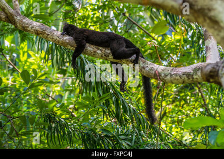 Schwarzen Lemur schlafen auf einem Ast in den wilden Wald - Nosy Be, Madagaskar Stockfoto