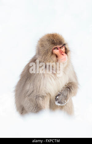 Ein Schnee-Affe spielen im Schnee in der Nähe Jigokudanis Thermalquelle, Japan. Stockfoto