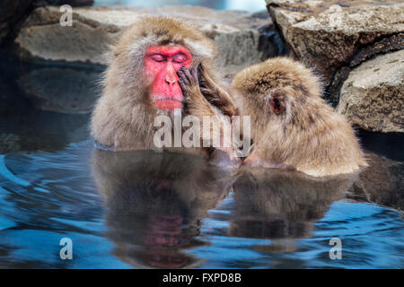 Schneeaffen Pflege bei Jigokudani Sprudel, Japan. Stockfoto