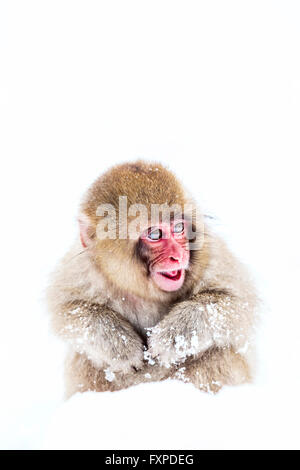 Ein Schnee-Affe-Baby spielen im Schnee in der Nähe Jigokudanis Thermalquelle, Japan. Stockfoto