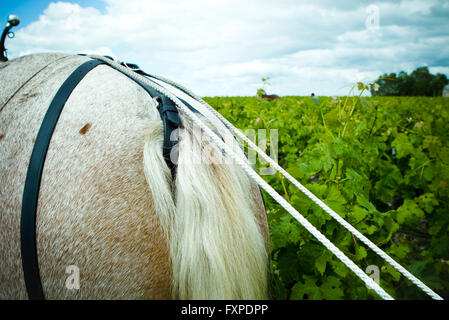 Pferd im Weinberg Pflügen Stockfoto