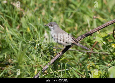 Weibliche Ruppells Grasmücke Sylvia rueppelli Stockfoto