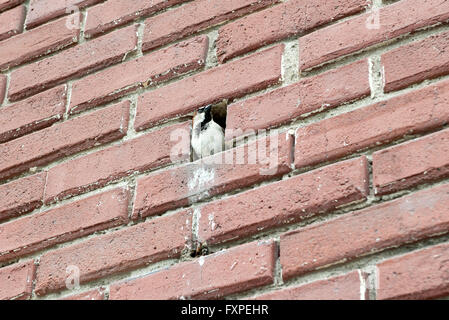 Vogel im Loch in der Mauer hocken Stockfoto