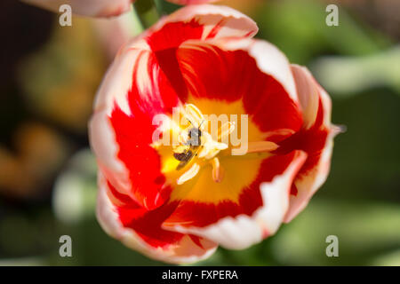 Eine Biene, die Pollen in einer Tulpe abgedeckt Stockfoto