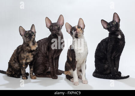 Vier Katzen Cornish Rex auf weißem Hintergrund, nicht isoliert Stockfoto