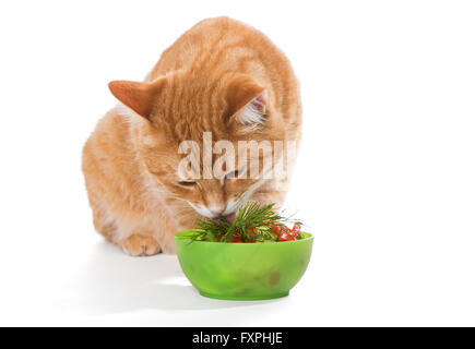 Fett Ingwer Katze essen einen Salat, isoliert auf weiss Stockfoto