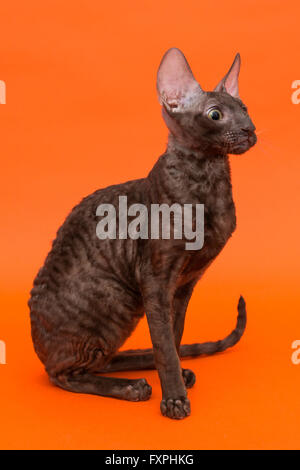 Katze Cornish Rex auf einem hellen orange Hintergrund Stockfoto