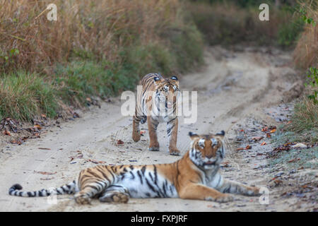 Bijrani Tigerin und ihre Jungen auf den Dschungel Jim Corbett Nationalpark, Indien zu verfolgen. (Panthera Tigris) Stockfoto