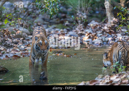 Sub adult Königstiger in Jim Corbett Nationalpark, Indien. (Panthera Tigris) Stockfoto