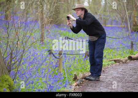 Bluebell woods am Hatchlands Park, Surrey, England 17.04.2016 Bild zeigt Bluebels Blüte in Thel Wäldern am Hatchlands Park, Surrey, England Credit: Jeff Gilbert/Alamy Live News Stockfoto