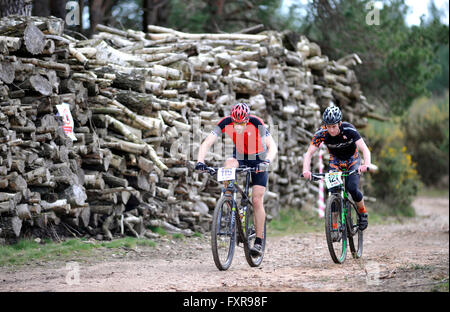 Woodbury Common, Devon, UK, 17. April 2016. Rennfahrer fahren Sie durch das Waldstück in Runde 1 von der South West MTB XC Mountainbike-Rennen im Woodbury Common in der Nähe von Exeter statt. @ David Partridge / Alamy Live News Stockfoto